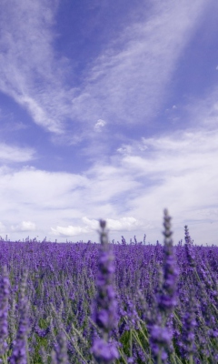 Обои Lavender Field 240x400