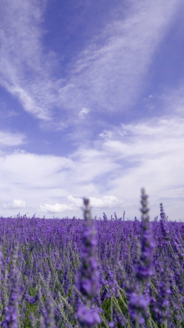 Lavender Field screenshot #1 360x640