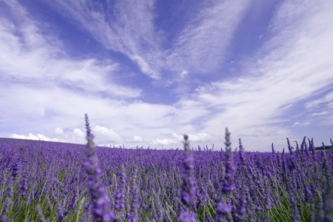 Fondo de pantalla Lavender Field 480x320