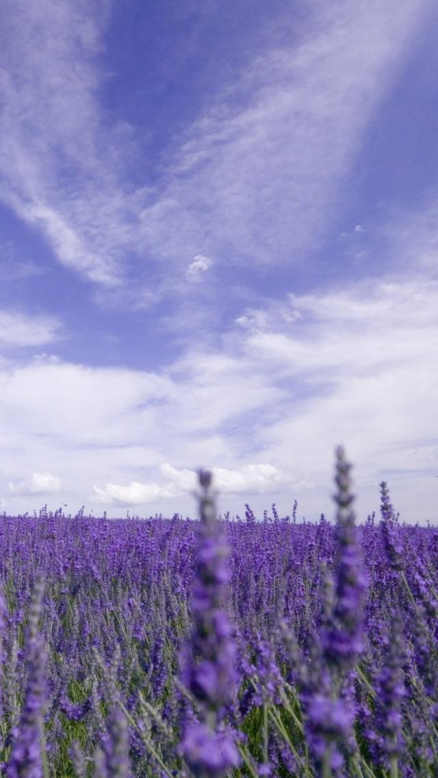 Sfondi Lavender Field 640x1136