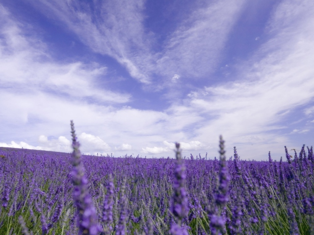 Lavender Field wallpaper 640x480