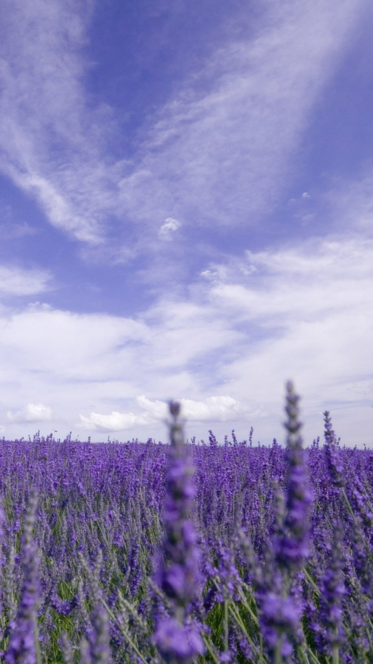 Lavender Field screenshot #1 750x1334