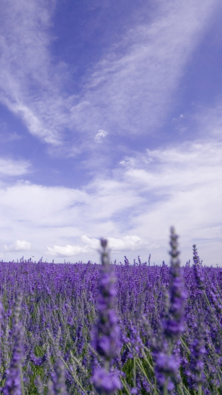 Lavender Field wallpaper 750x1334