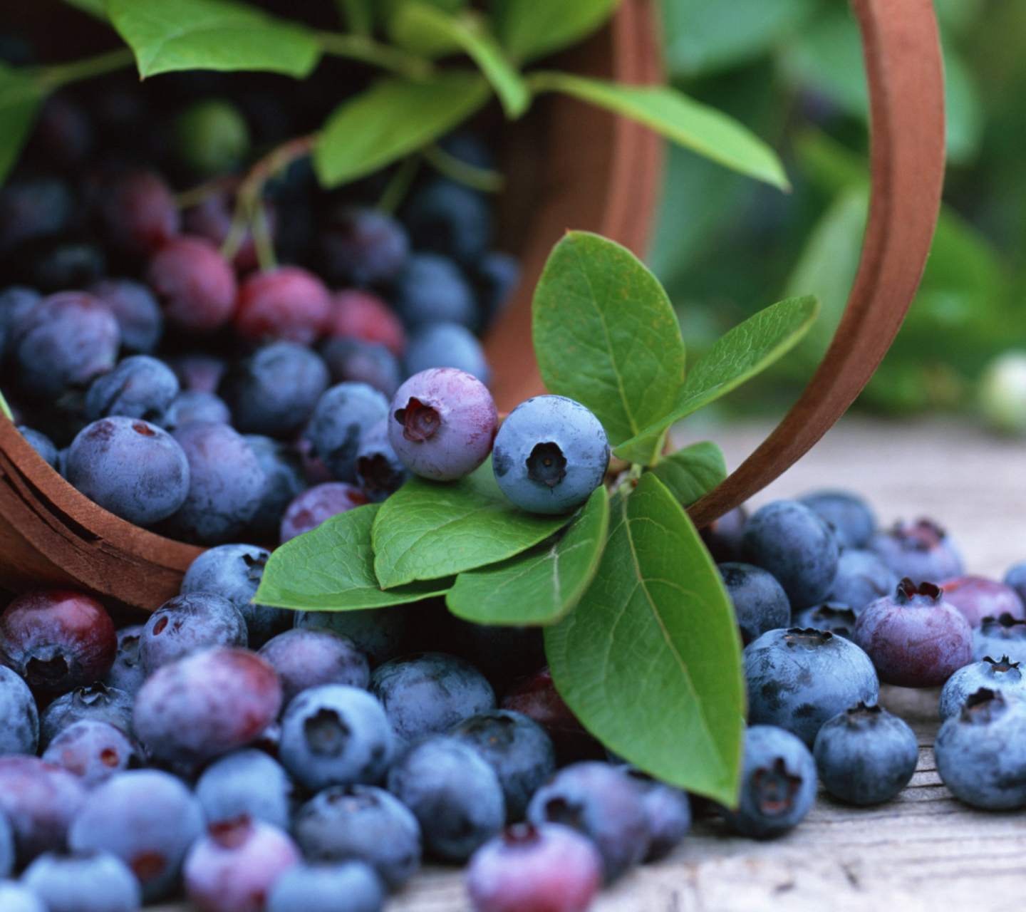 Blueberries wallpaper 1440x1280