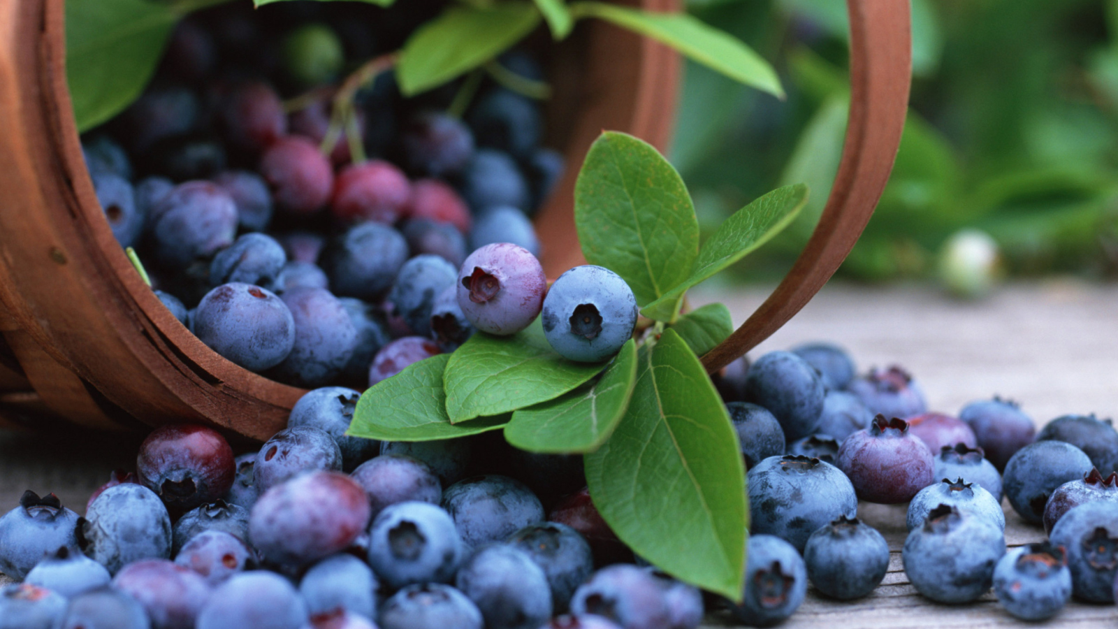 Blueberries screenshot #1 1600x900