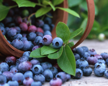 Blueberries wallpaper 220x176
