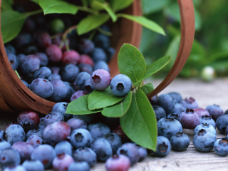 Das Blueberries Wallpaper 320x240