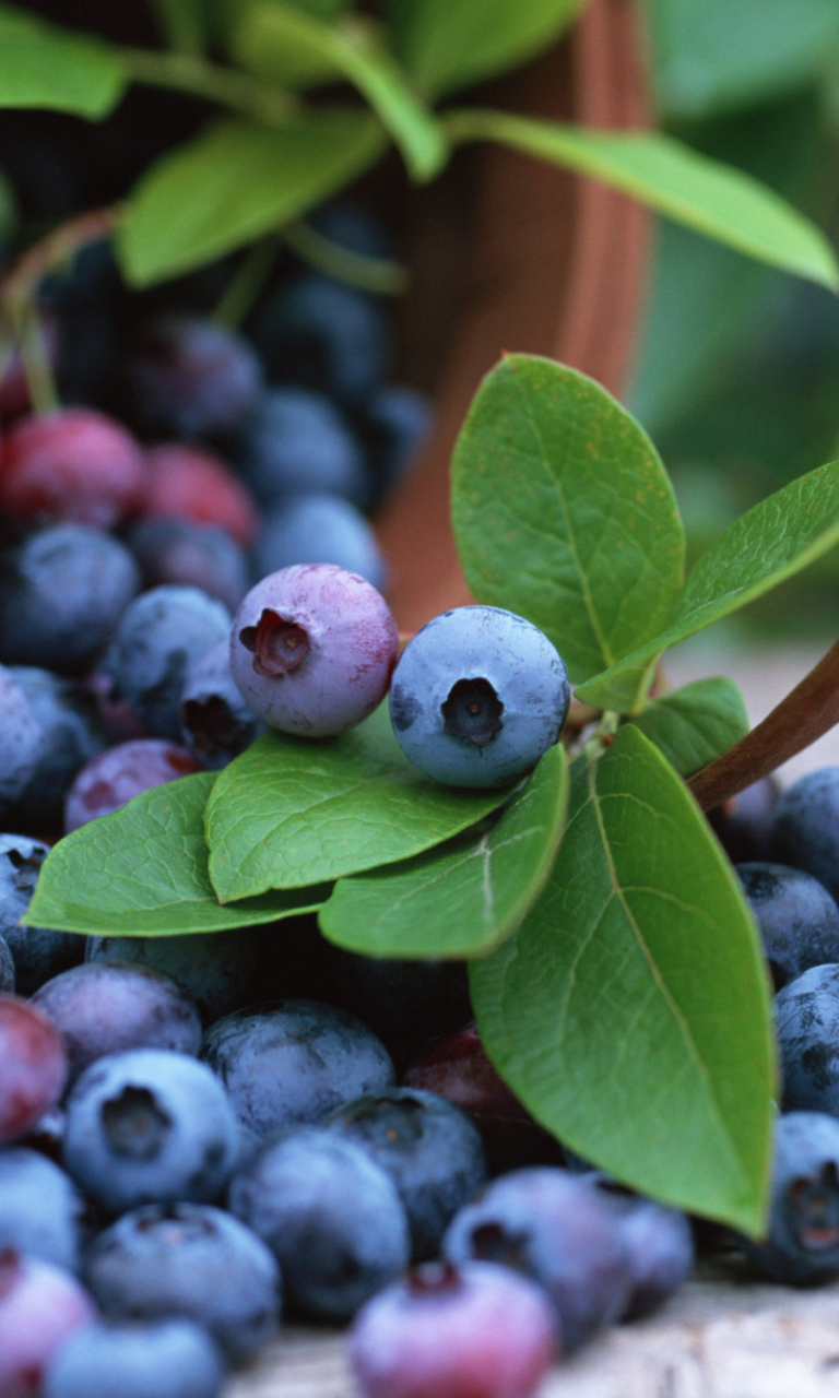 Blueberries wallpaper 768x1280