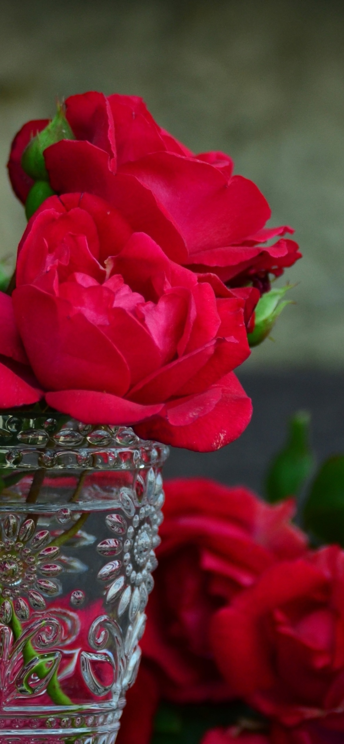 Red roses in a retro vase screenshot #1 1170x2532
