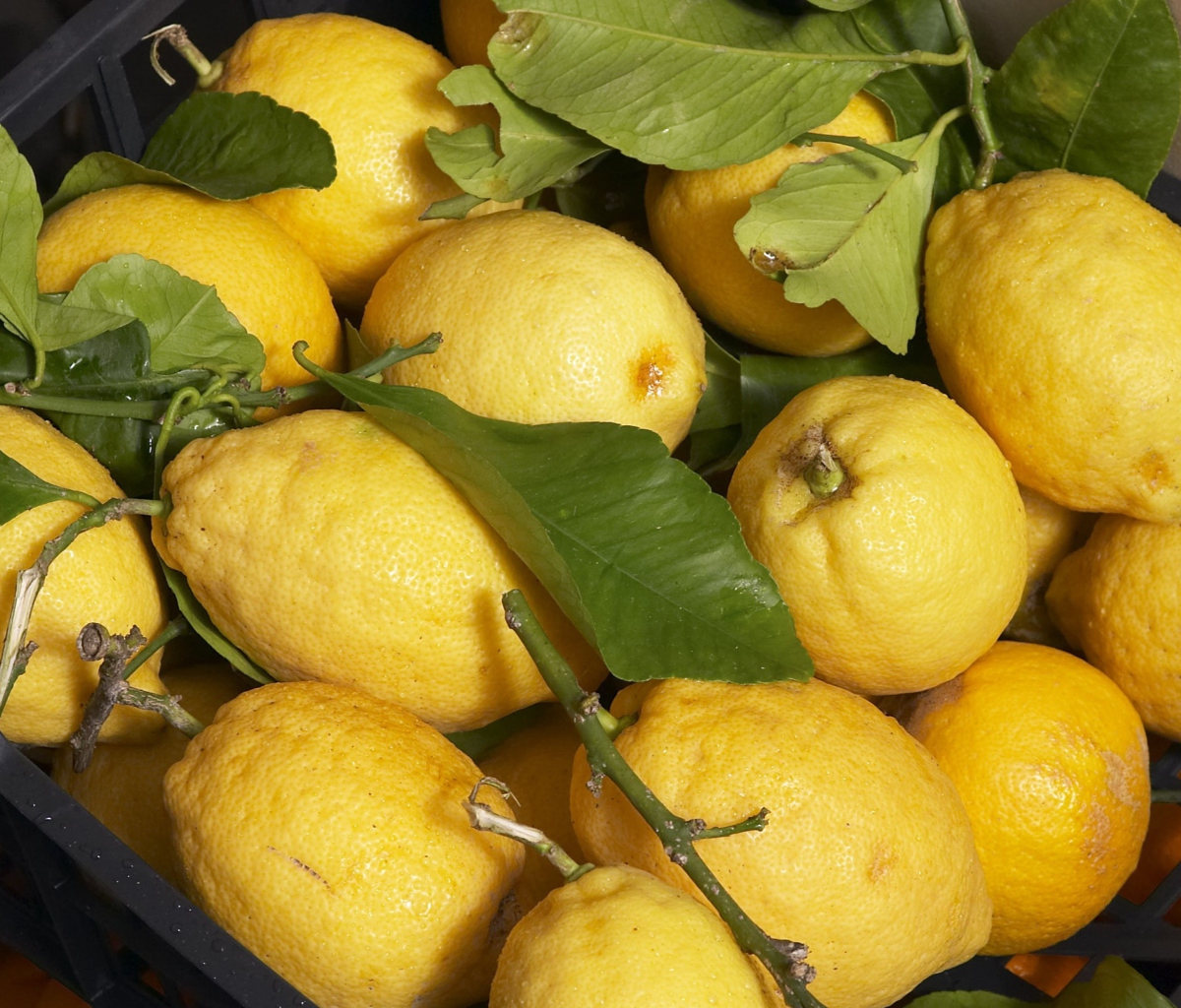 Sfondi Fresh Lemons 1200x1024