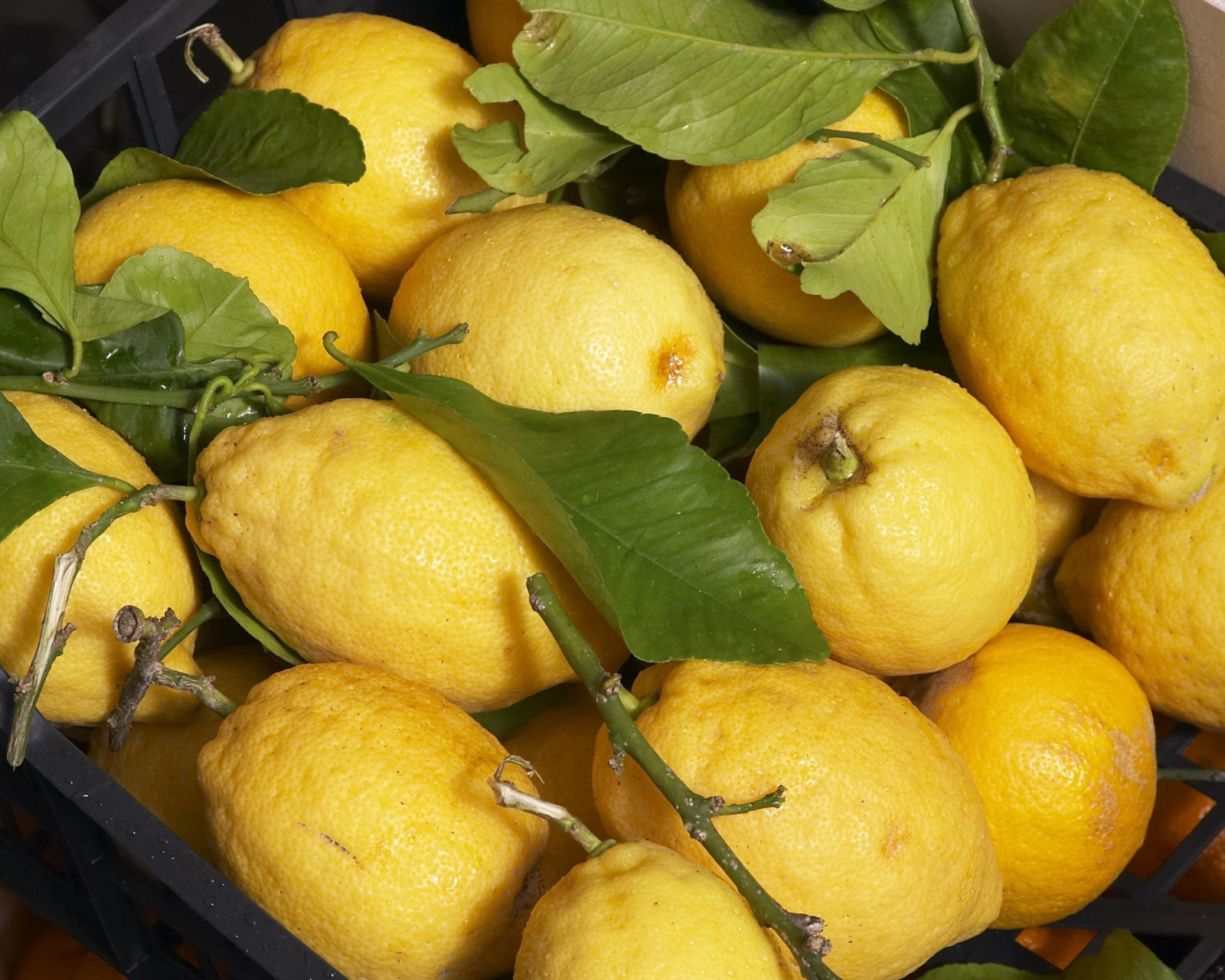 Sfondi Fresh Lemons 1600x1280