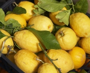 Sfondi Fresh Lemons 176x144