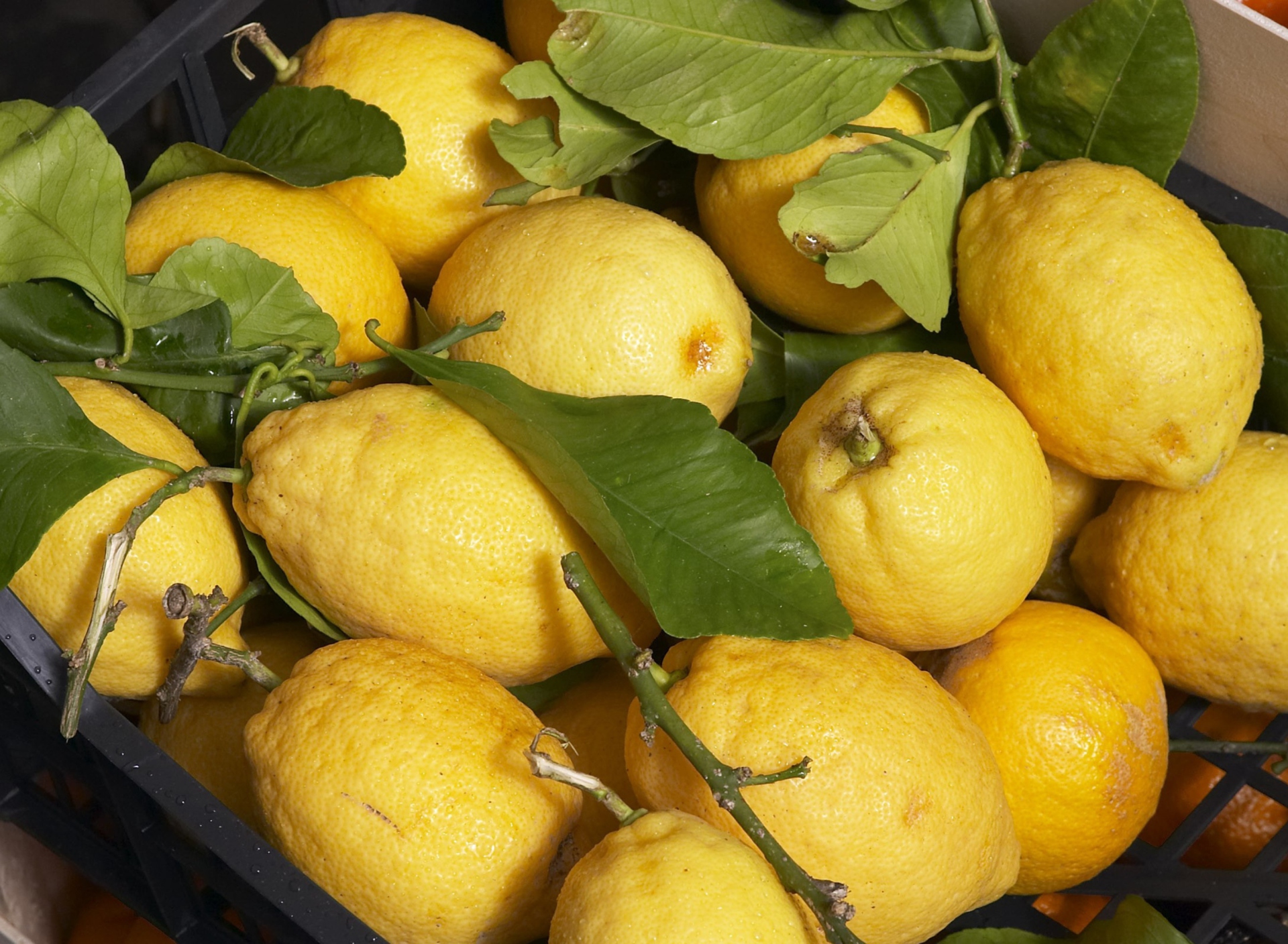 Sfondi Fresh Lemons 1920x1408