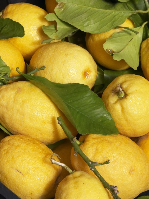 Das Fresh Lemons Wallpaper 480x640
