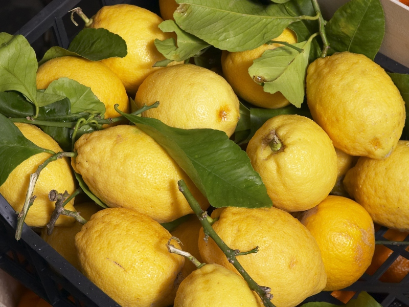 Fresh Lemons screenshot #1 800x600