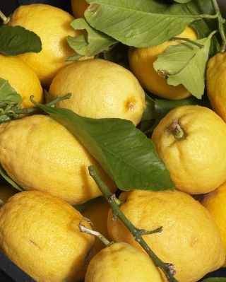 Kostenloses Fresh Lemons Wallpaper für Nokia C6