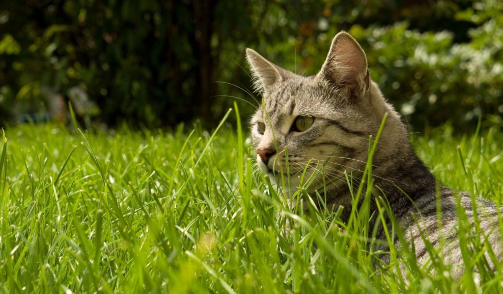 Das Cat In Grass Wallpaper 1024x600