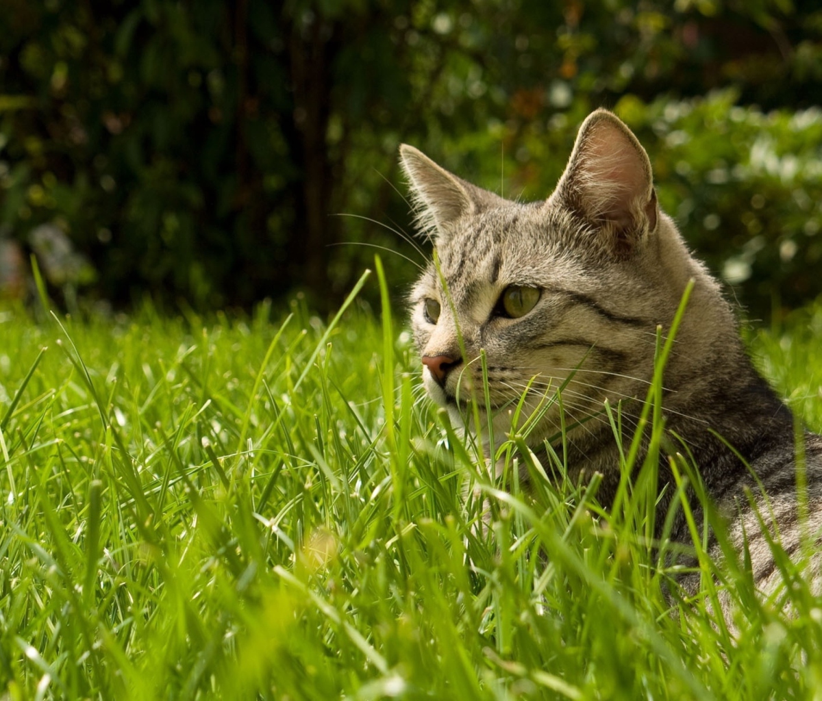 Das Cat In Grass Wallpaper 1200x1024
