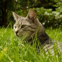 Das Cat In Grass Wallpaper 128x128