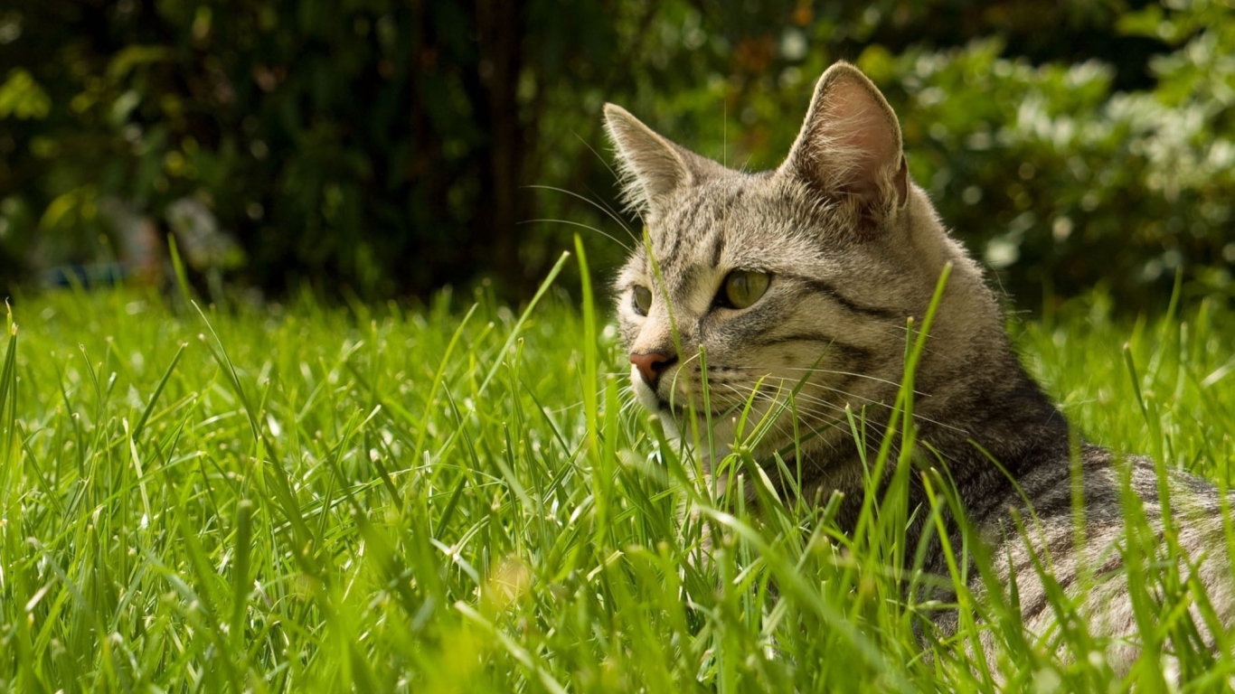 Cat In Grass wallpaper 1366x768