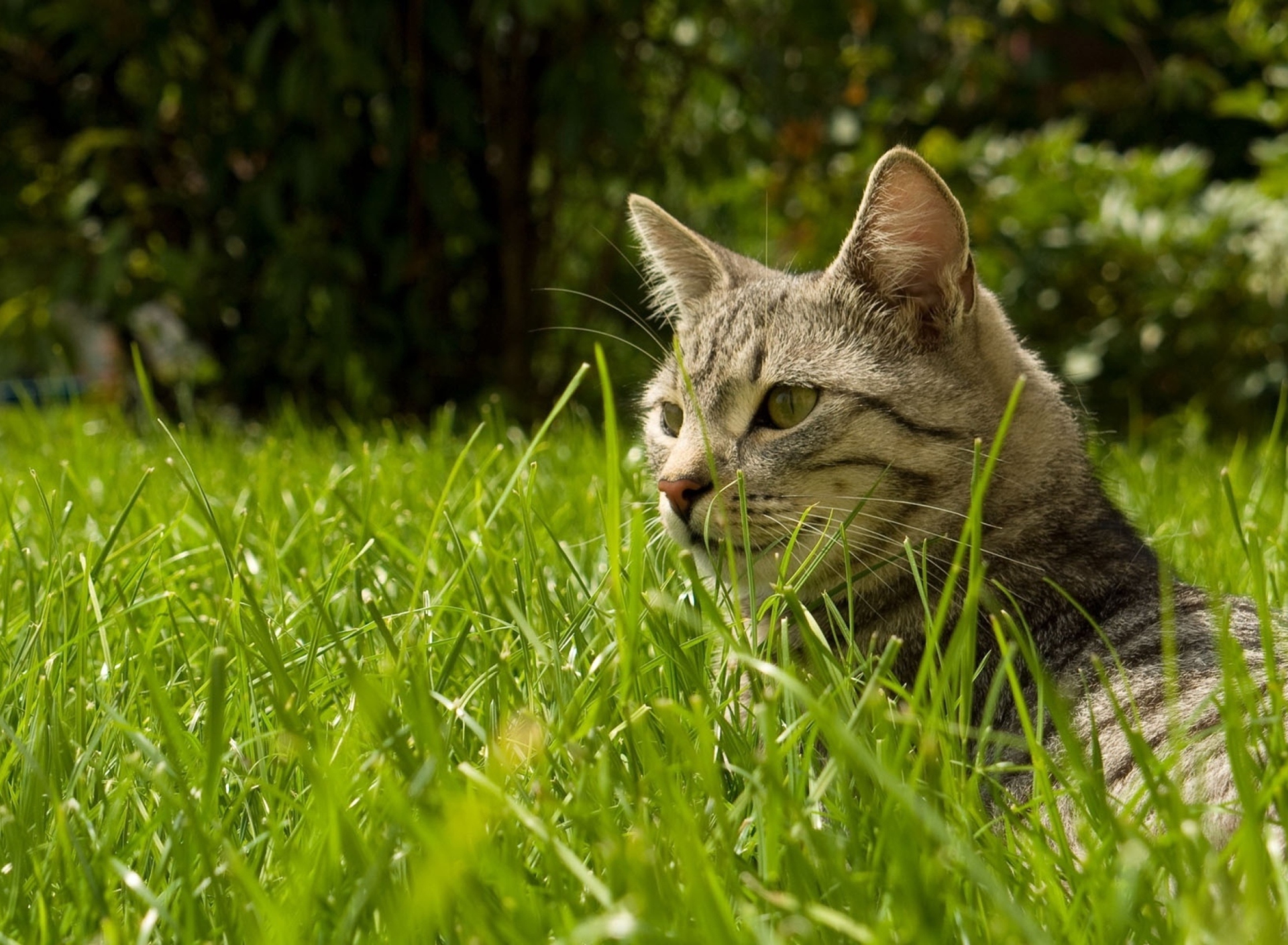 Sfondi Cat In Grass 1920x1408
