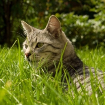 Cat In Grass wallpaper 208x208