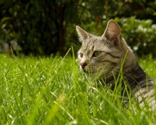 Das Cat In Grass Wallpaper 220x176