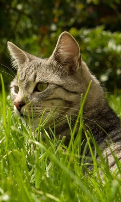 Das Cat In Grass Wallpaper 240x400