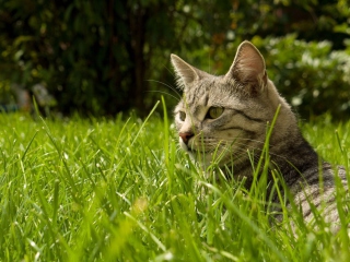 Cat In Grass wallpaper 320x240