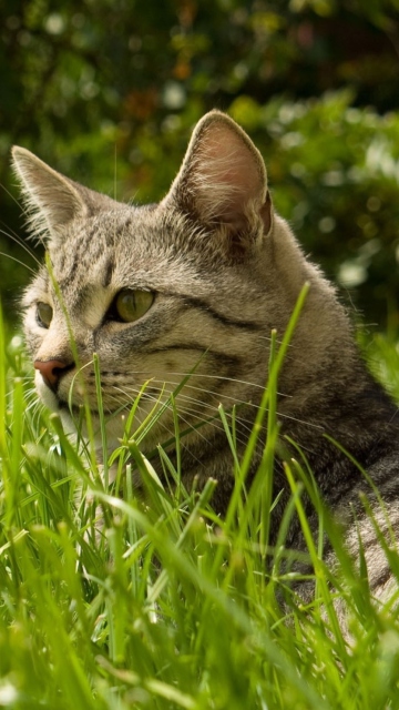 Das Cat In Grass Wallpaper 360x640