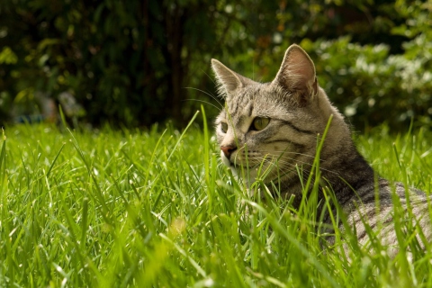 Das Cat In Grass Wallpaper 480x320