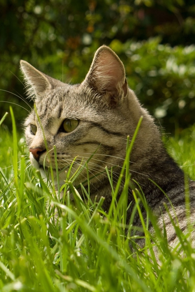 Cat In Grass wallpaper 640x960