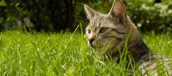 Cat In Grass wallpaper 720x320
