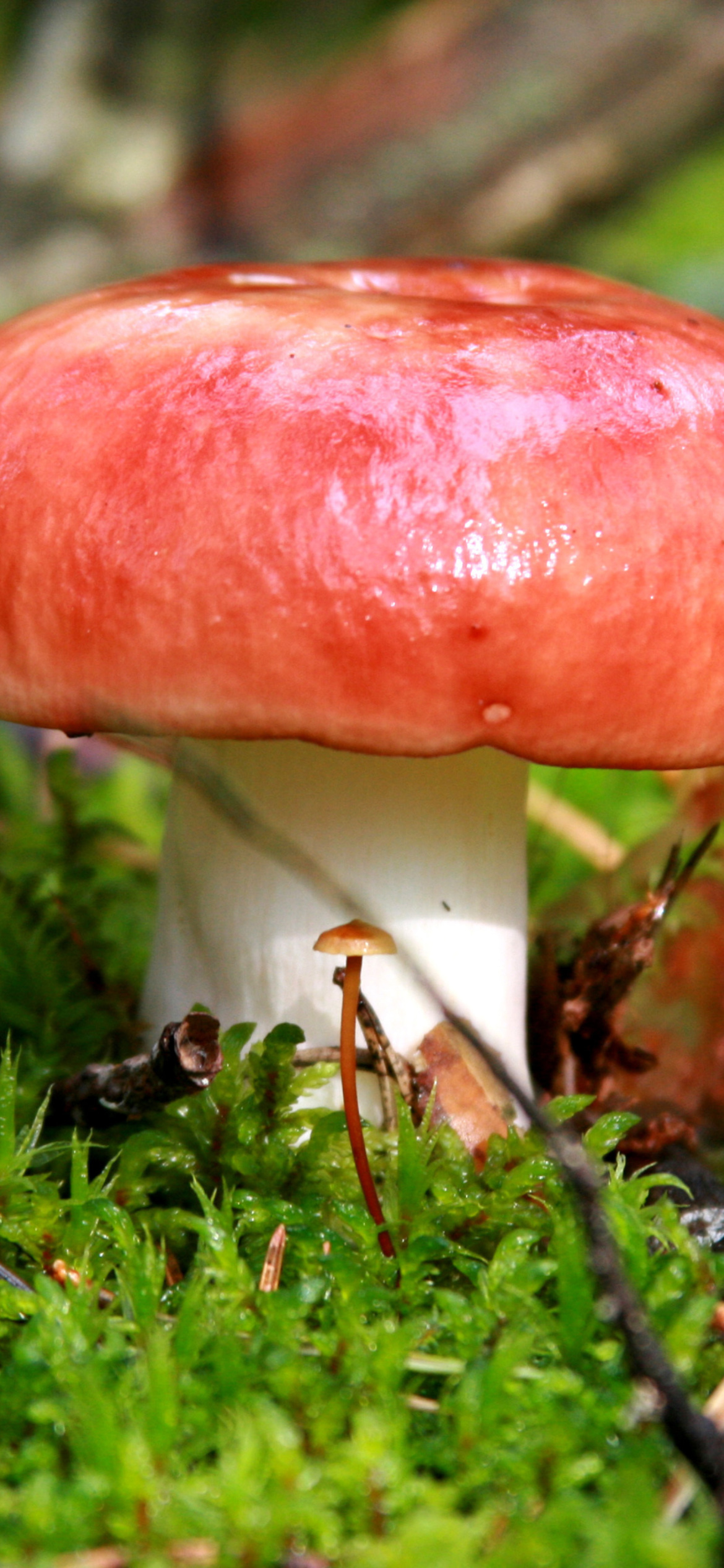 Обои Mushroom Russula 1170x2532