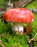 Fondo de pantalla Mushroom Russula 128x160