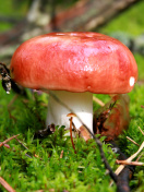 Mushroom Russula screenshot #1 132x176