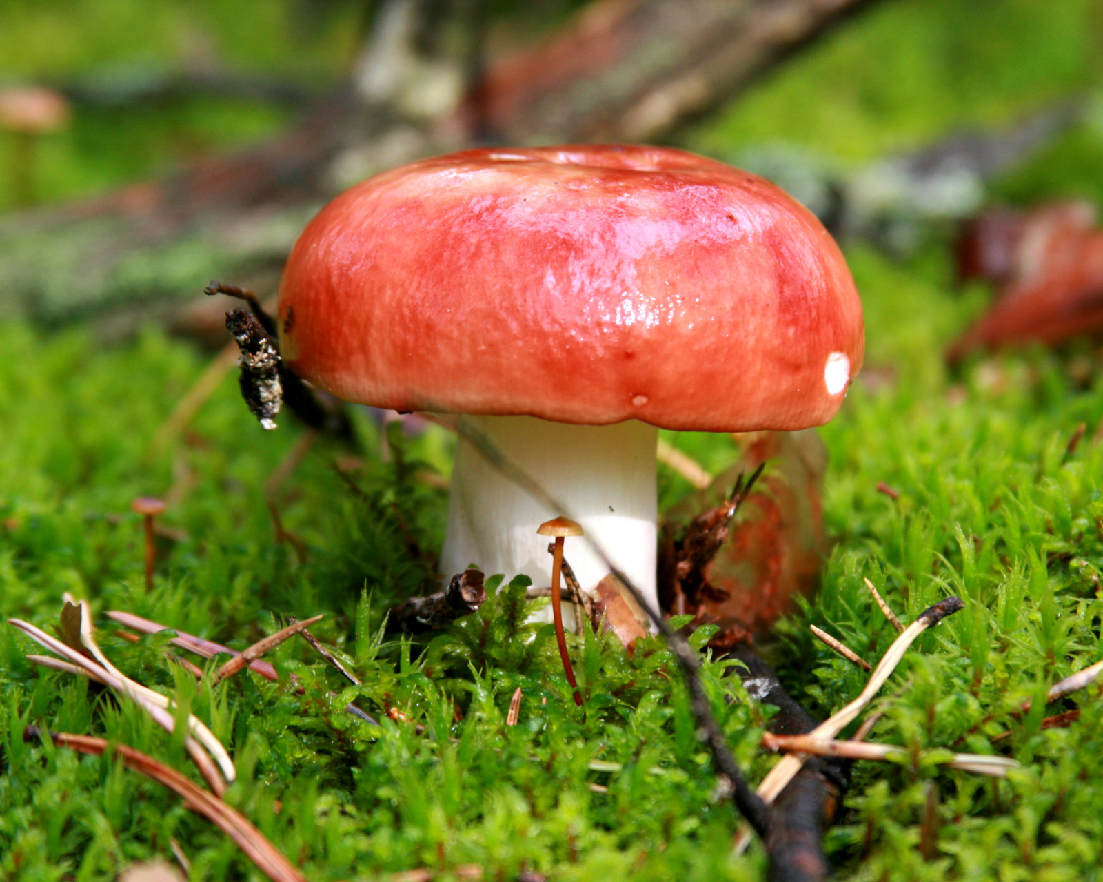 Обои Mushroom Russula 1600x1280