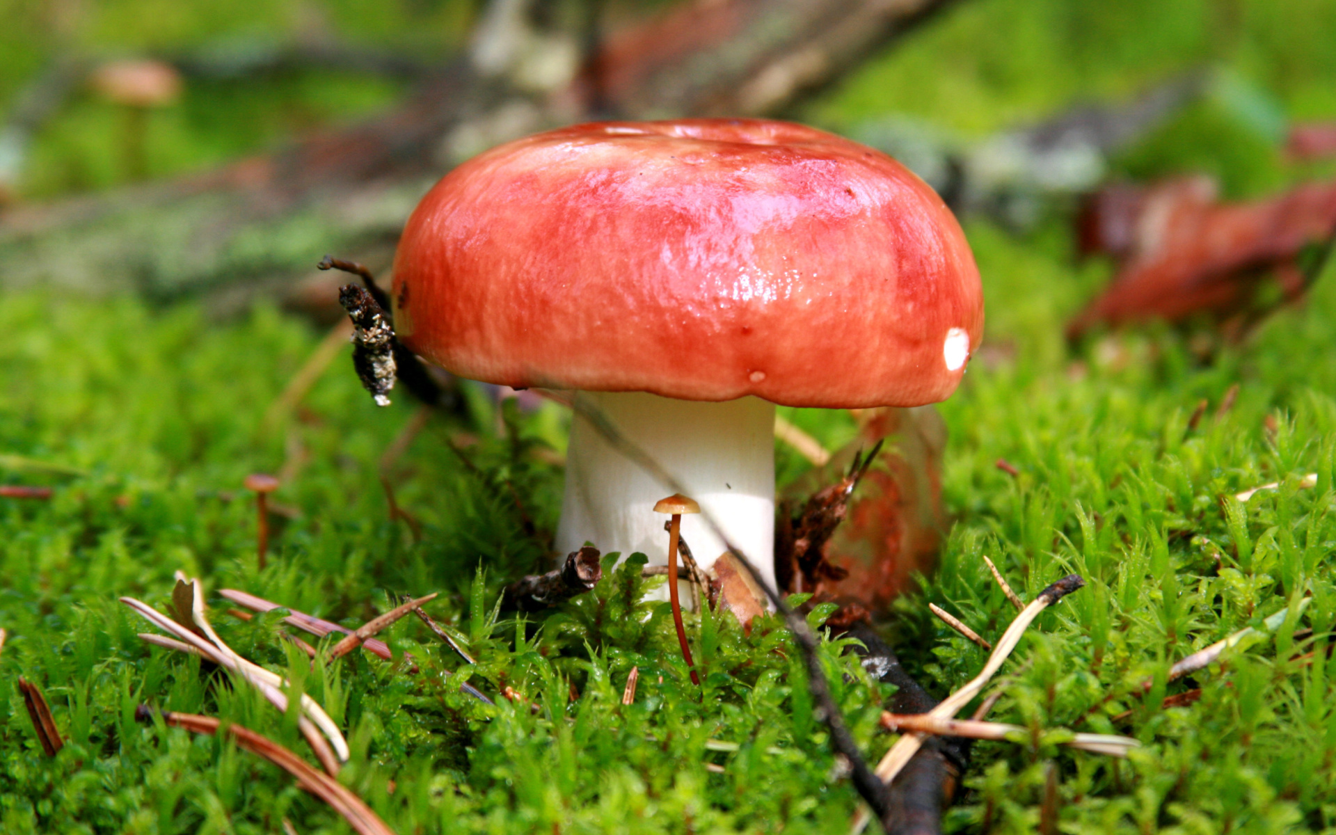 Das Mushroom Russula Wallpaper 1920x1200