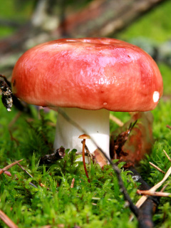 Fondo de pantalla Mushroom Russula 240x320