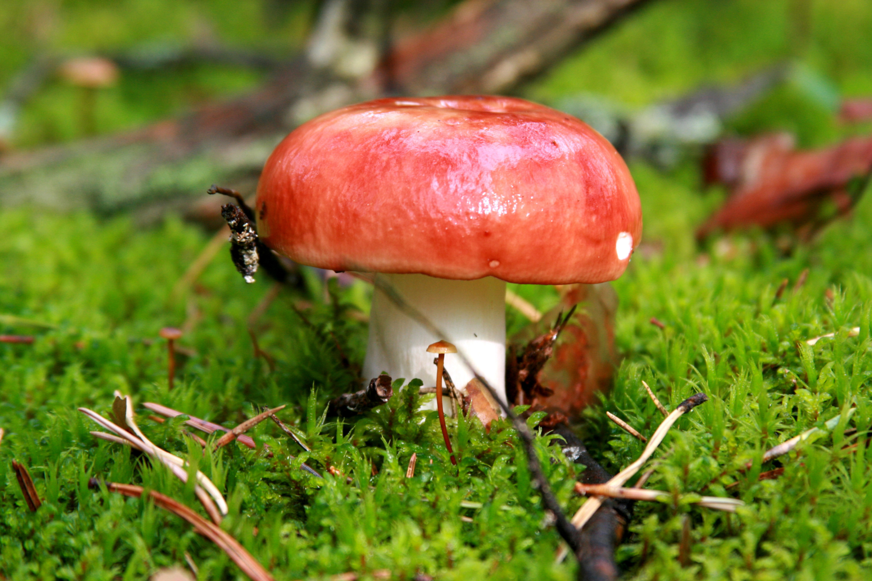 Обои Mushroom Russula 2880x1920