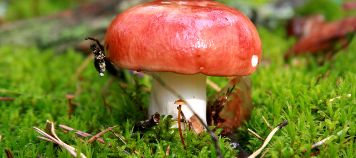 Screenshot №1 pro téma Mushroom Russula 720x320