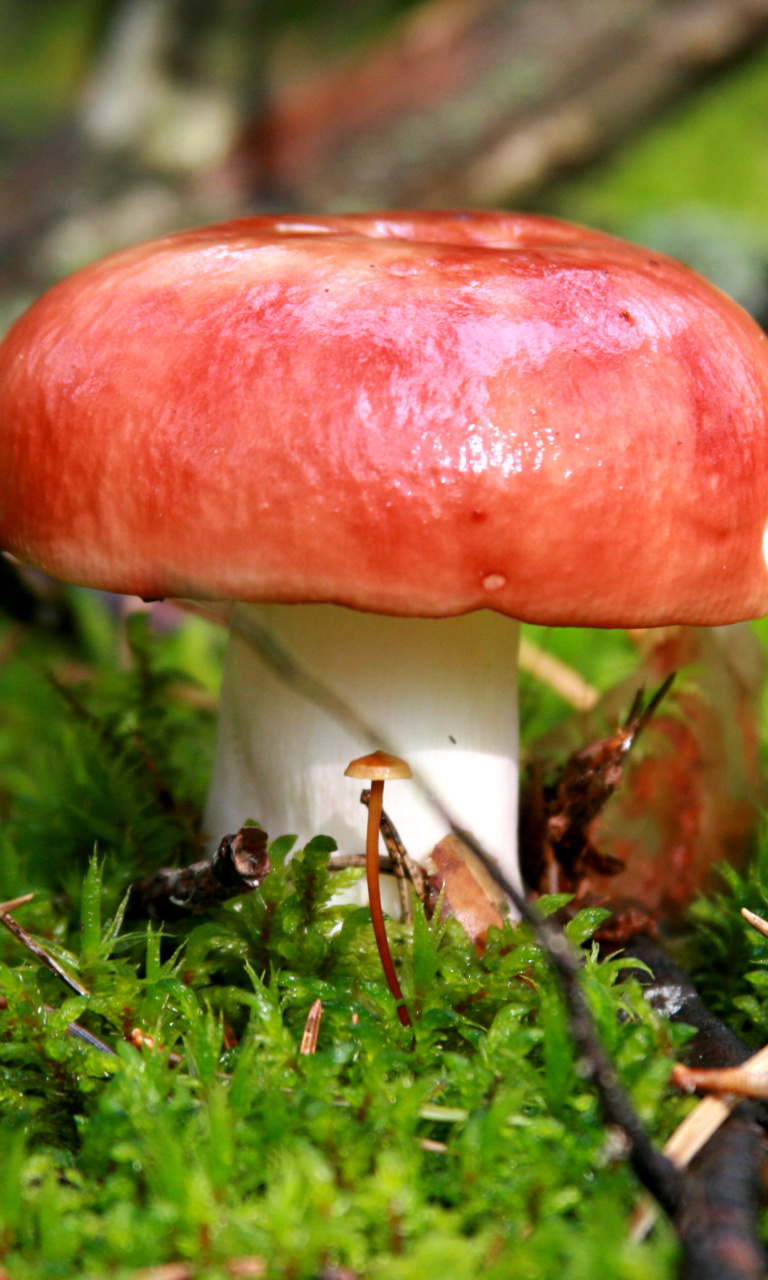 Обои Mushroom Russula 768x1280
