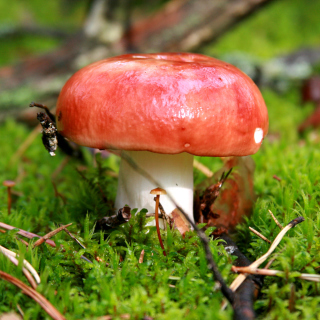 Mushroom Russula - Obrázkek zdarma pro 208x208