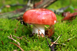 Mushroom Russula - Obrázkek zdarma pro 1366x768