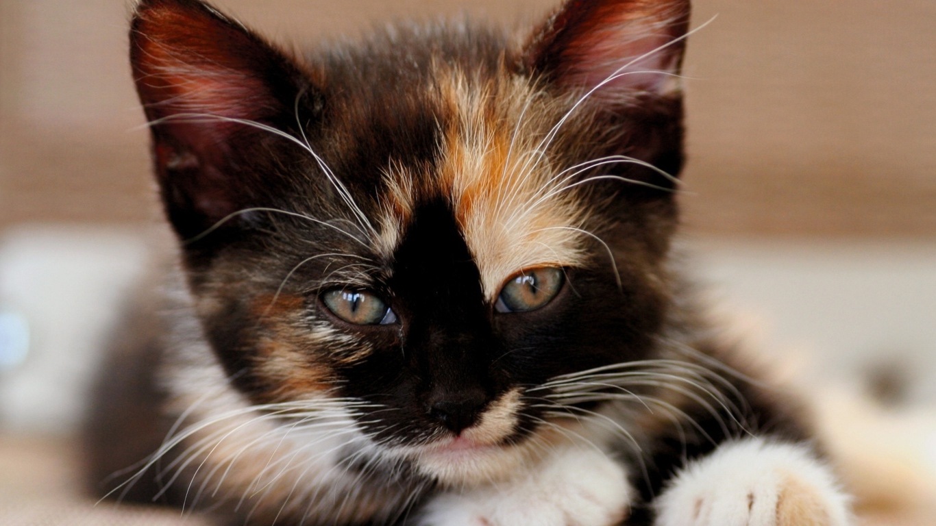 Tricolor Kitten screenshot #1 1366x768