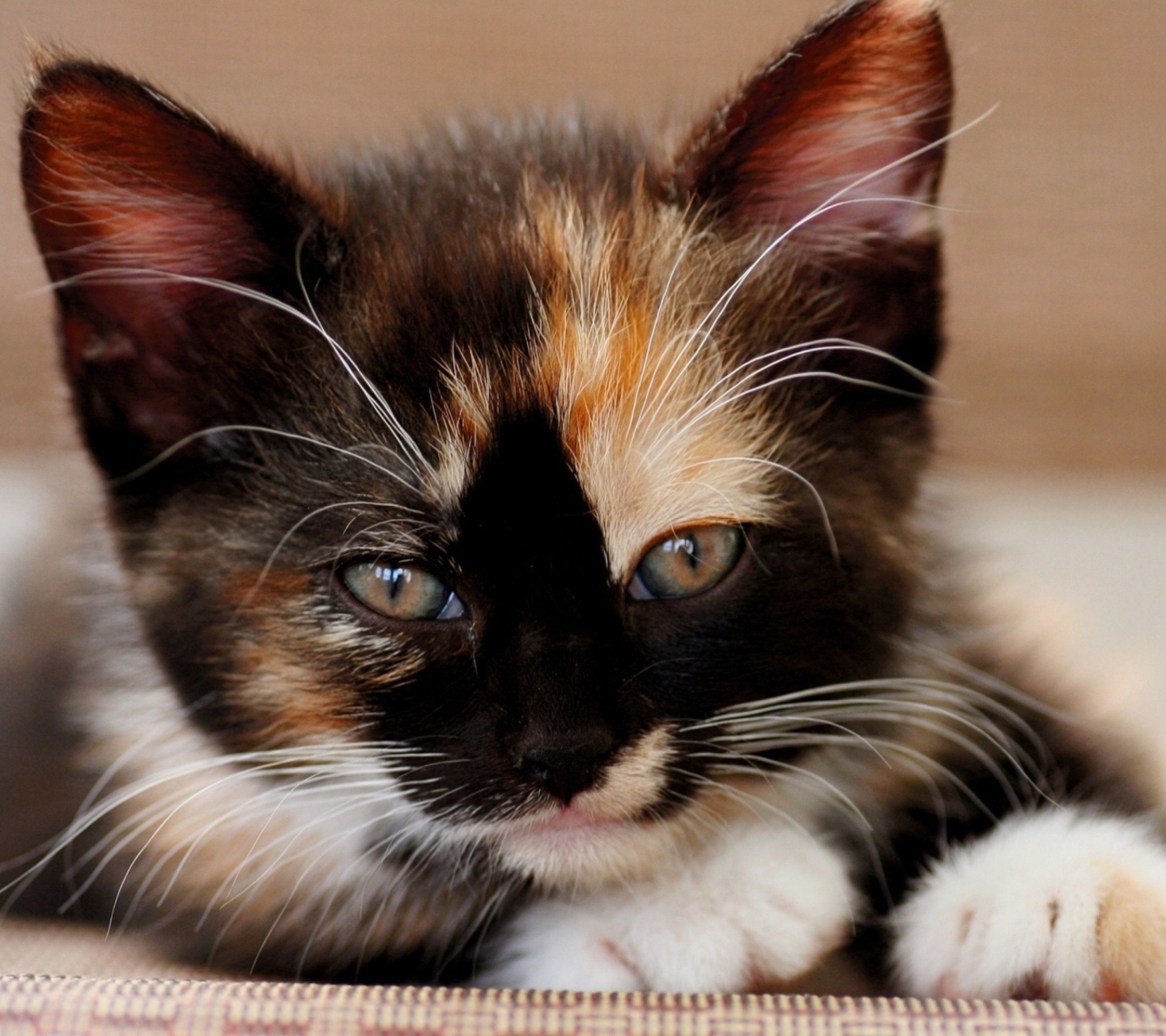 Fondo de pantalla Tricolor Kitten 1440x1280