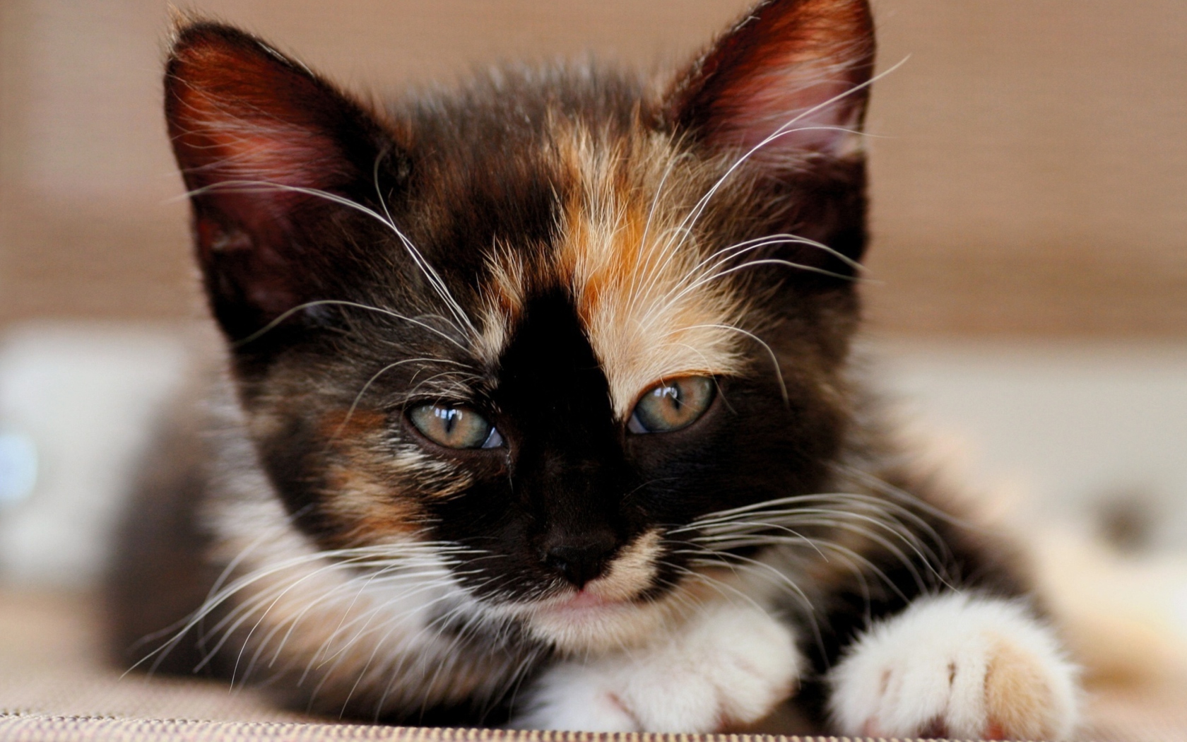 Обои Tricolor Kitten 1680x1050