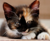 Tricolor Kitten screenshot #1 176x144
