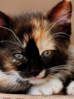 Tricolor Kitten screenshot #1 240x320
