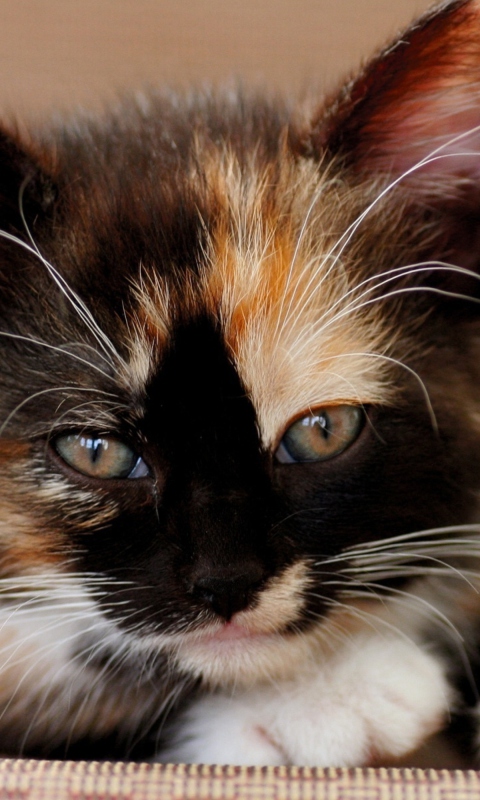 Tricolor Kitten screenshot #1 480x800